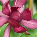 Calycanthus oder Gewürzstrauch: pflanzen, zurückschneiden und pflegen