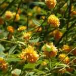Japanisches Goldröschen, Kerria japonica: Pflanzen, Rückschnitt, Pflege