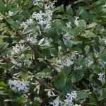 Stachelblättrige Duftblüte, Duftblüte: Pflanzung, Rückschnitt und Pflege