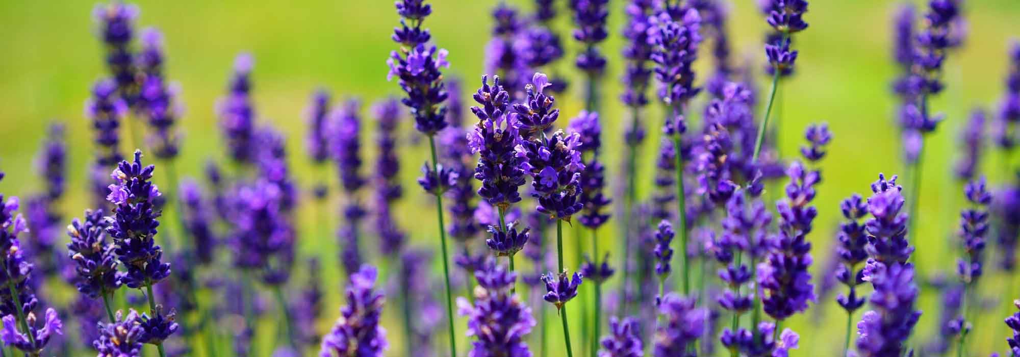 Lavendel: pflanzen, kultivieren, Rückschnitt