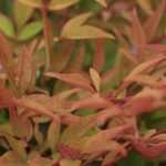 Himmelsbambus, Nandina domestica: Pflanzung, Rückschnitt, Pflege