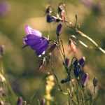 Glockenblumen: Pflanzung, Kultur und Pflege