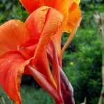 Canna: Pflanzen, Kultivieren und Pflegen