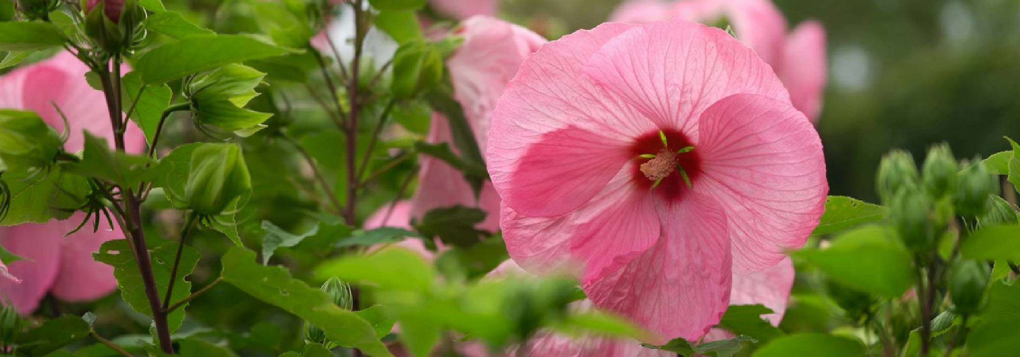 Roseneibisch, Garten-Hibiscus: Pflanzen, Kultivieren und Pflegen