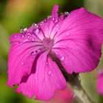 Lychnis, Lichtnelke: Pflanzen, Kultivieren und Pflegen