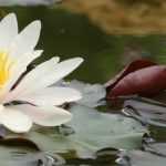 Teich: 10 aquatische, untergetauchte oder schwimmende Pflanzen
