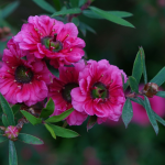 Teebaum, Leptospermum: pflanzen, zurückschneiden und pflegen