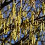 Hasel, Corylus: pflanzen, zurückschneiden und pflegen