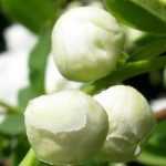 Blumenspieren, Schneebeeren: pflanzen, kultivieren, zurückschneiden