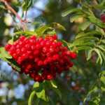 Ebereschen, Sorbus: pflanzen, schneiden und pflegen