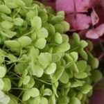 So trocknen Sie Hortensienblüten – Anleitung