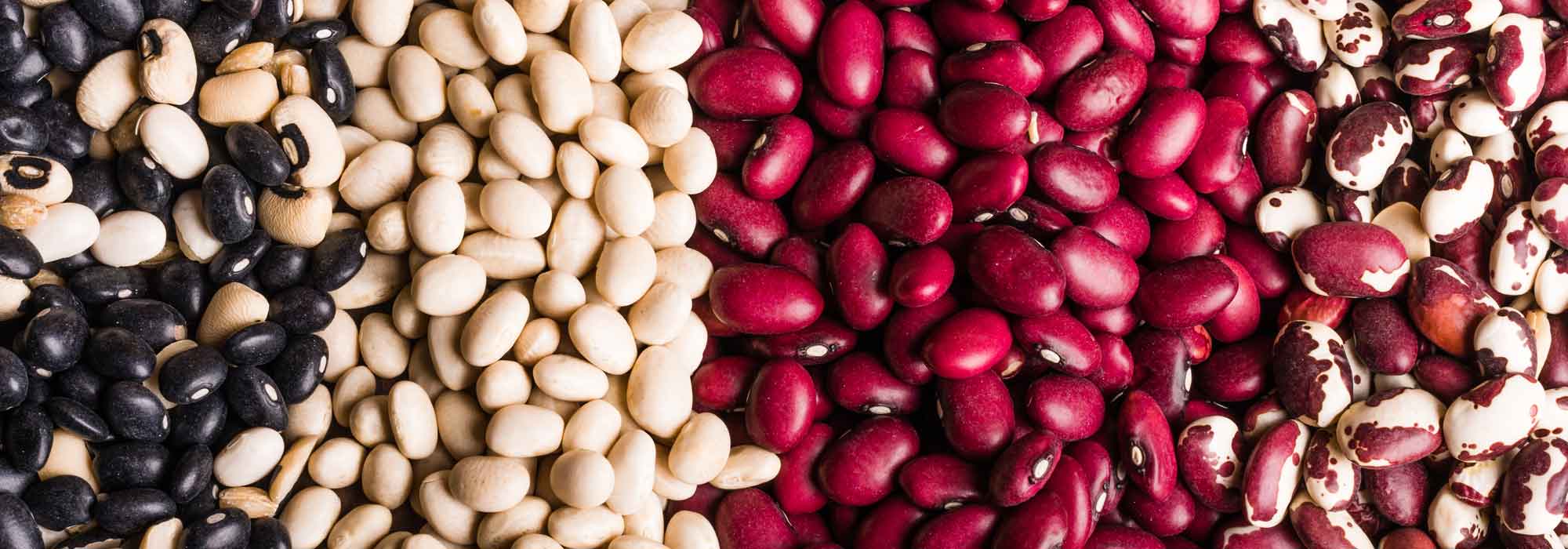 Bohnen: säen, anbauen und im Gemüsegarten ernten