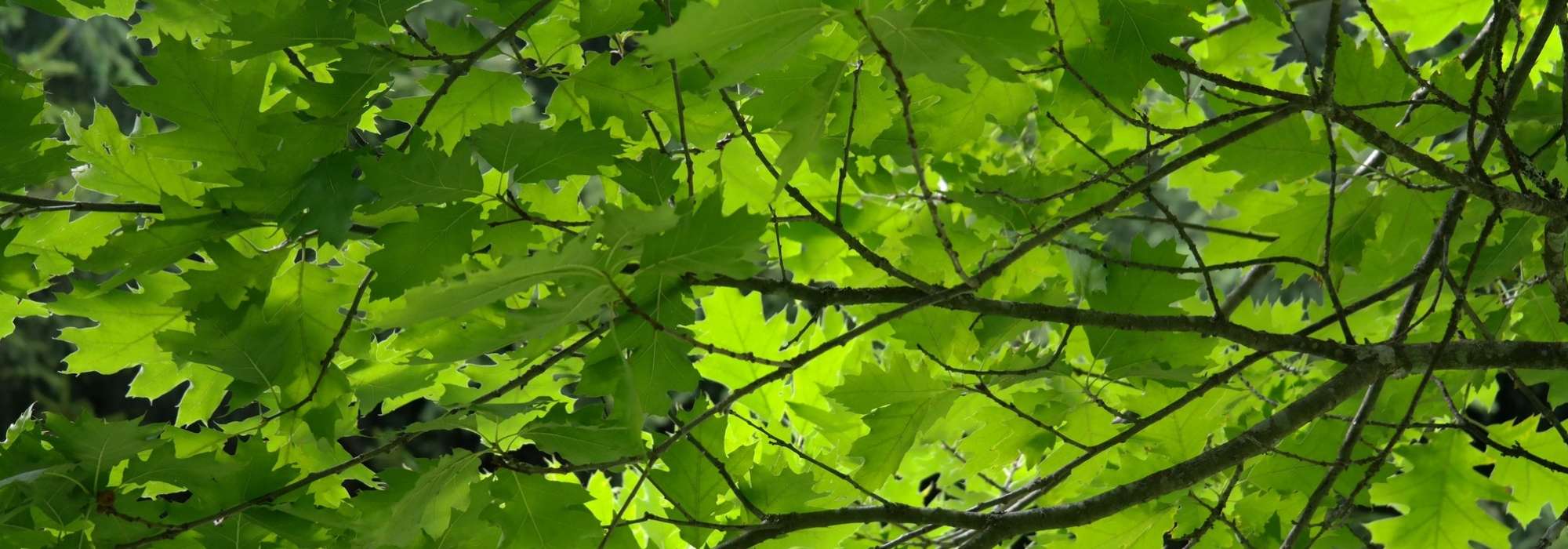 Eichen: pflanzen, Rückschnitt und Pflege