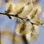 Weide, Salix: Pflanzen, Rückschnitt und Pflege