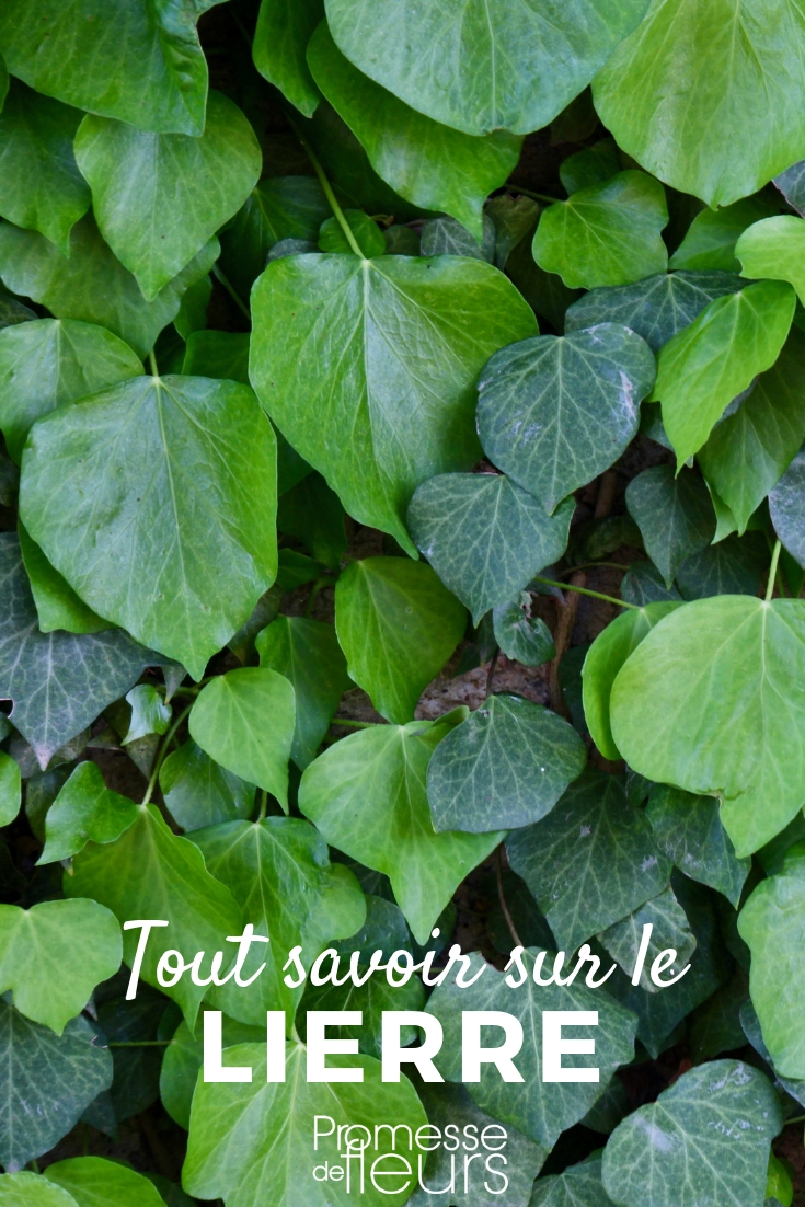 Efeu, Hedera helix, Kletterpflanze