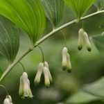 Weißwurz, Polygonatum: pflanzen, teilen und pflegen