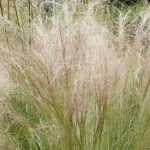 Stipa, Federgras: Pflanzung, Rückschnitt, Pflege