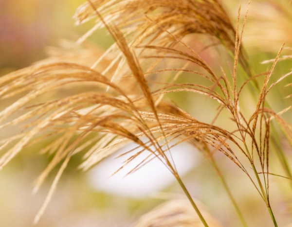 10 Gräser, die Sie in Ihrem Garten haben sollten