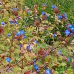 Ceratostigma, Hornbleiwurz: pflanzen, schneiden und pflegen