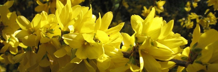 Forsythie, Hecke
