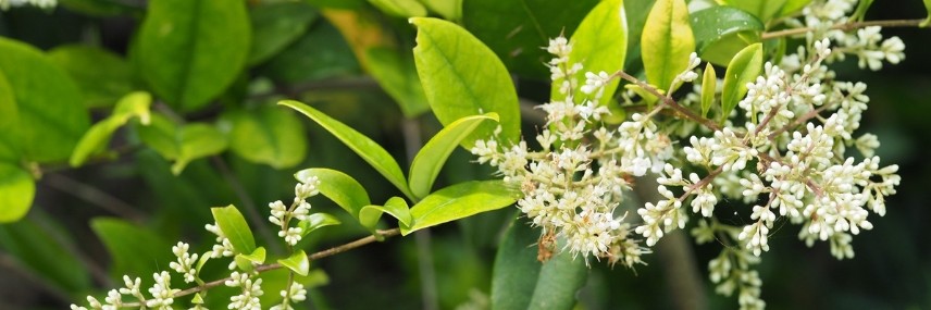 Liguster, schnellwachsende Hecke