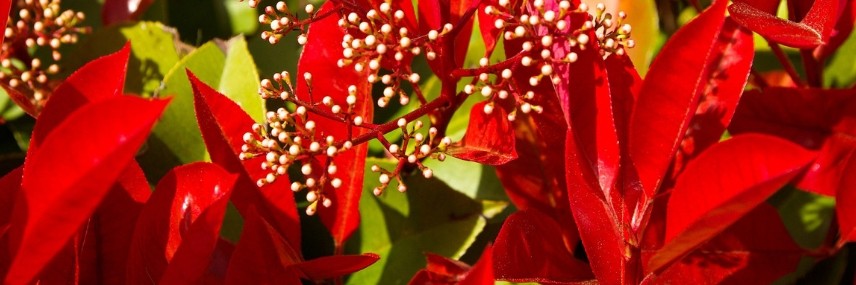 Photinia, schnellwachsende Hecke