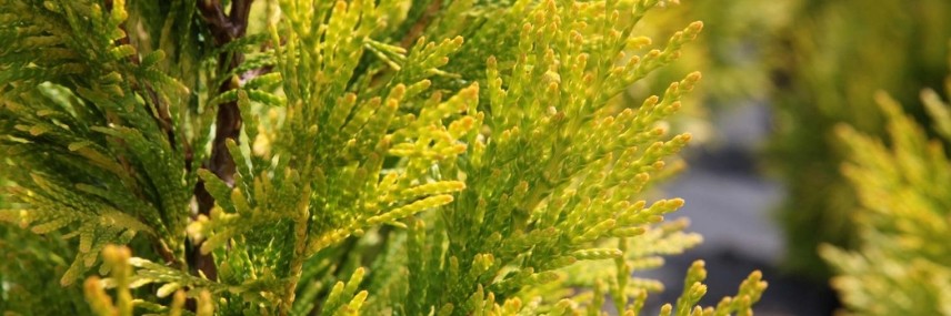 Thuja, schnellwachsende Hecke