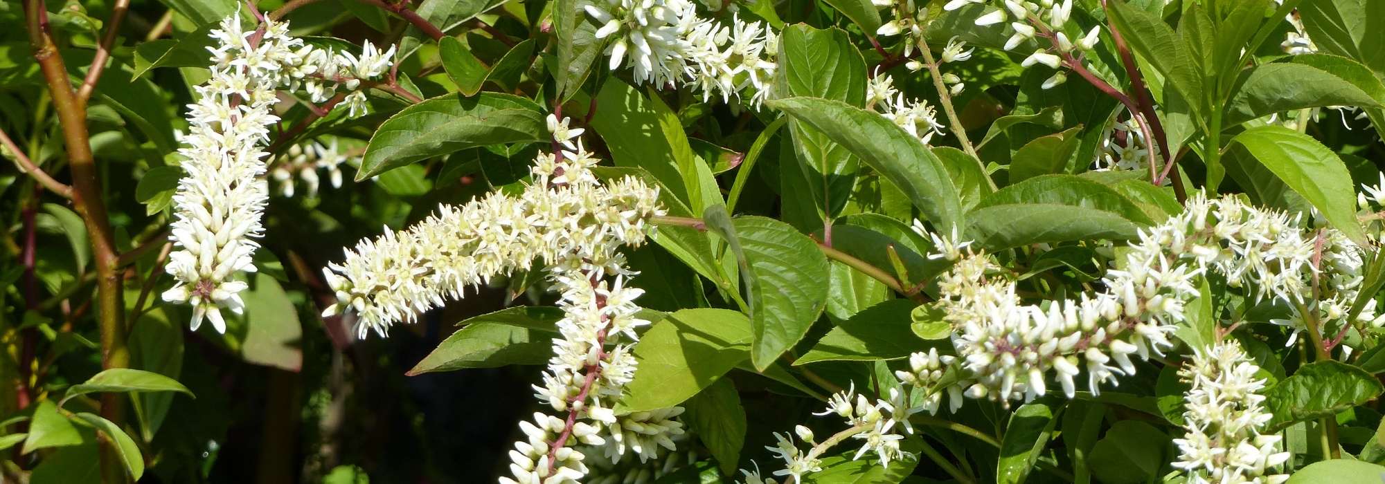 Itea: pflanzen, schneiden und pflegen