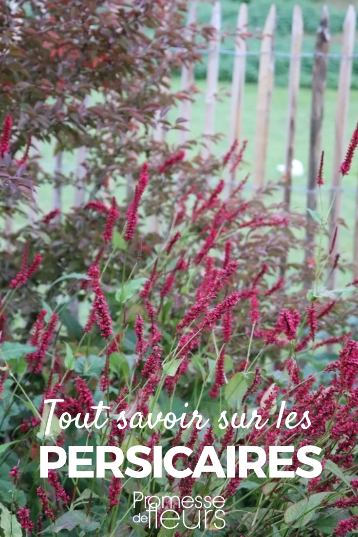 Persicaria, Persicaria: Pflanzen, Pflegen, Schneiden

Die Persicaria, auch bekannt als Knöterich, ist eine vielseitige und pflegeleichte Staude, die in vielen Gärten aufgrund ihrer attraktiven Blüten und ihres üppigen Wuchses geschätzt wird. Hier finden Sie alle wichtigen Informationen, um Persicaria erfolgreich zu pflanzen, zu kultivieren und zu pflegen.

**Pflanzen:**
- **Standort:** Persicaria gedeiht am besten an sonnigen bis halbschattigen Standorten. Einige Arten vertragen auch schattige Plätze.
- **Boden:** Der Boden sollte humusreich, feucht und gut durchlässig sein. Persicaria bevorzugt leicht saure bis neutrale Böden.
- **Pflanzzeit:** Der beste Zeitpunkt zum Pflanzen ist im Frühjahr oder Herbst.
- **Pflanzabstand:** Halten Sie einen Abstand von etwa 30 bis 60 cm zwischen den Pflanzen ein, je nach Art und Wuchsgröße.

**Kultivieren:**
- **Bewässerung:** Halten Sie den Boden gleichmäßig feucht, besonders in trockenen Perioden. Staunässe sollte jedoch vermieden werden.
- **Düngung:** Im Frühjahr können Sie die Pflanzen mit einem ausgewogenen Langzeitdünger versorgen, um das Wachstum und die Blüte zu fördern.
- **Mulchen:** Eine Schicht Mulch hilft, die Feuchtigkeit im Boden zu halten und Unkraut zu unterdrücken.

**Pflegen:**
- **Schneiden:** Schneiden Sie die Pflanzen im Spätherbst oder frühen Frühjahr zurück, um neues Wachstum zu fördern und die Pflanze in Form zu halten.
- **Teilen:** Alle paar Jahre können Sie die Pflanzen teilen, um ihre Vitalität zu erhalten und eine Überwucherung zu verhindern.
- **Schädlinge und Krankheiten:** Persicaria ist relativ resistent gegen Schädlinge und Krankheiten. Gelegentlich können Blattläuse auftreten, die jedoch leicht bekämpft werden können.

Mit diesen Tipps können Sie die Persicaria erfolgreich in Ihrem Garten kultivieren und sich an ihrer Schönheit und Robustheit erfreuen.