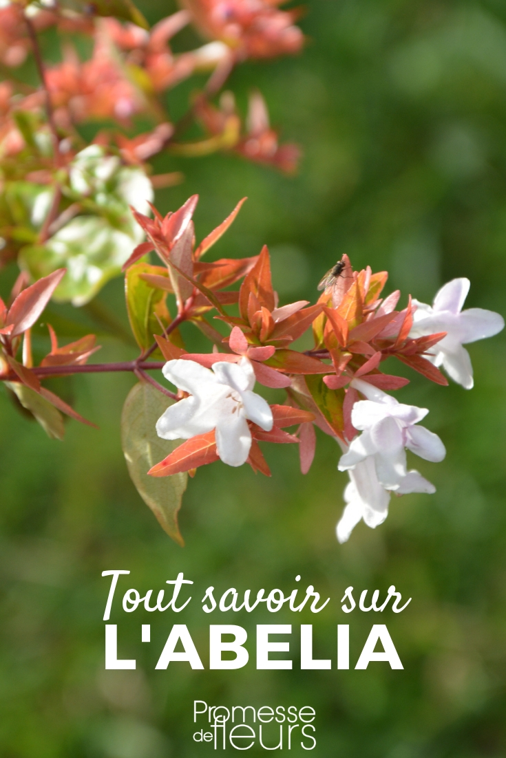 Abelia: Pflanzen, Pflegen, Schneiden