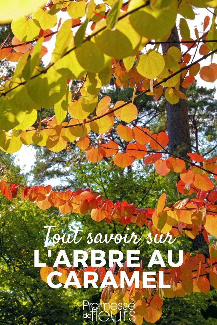 Karamelbaum, Cercidiphyllum: Pflanzung, Schnitt, Pflege