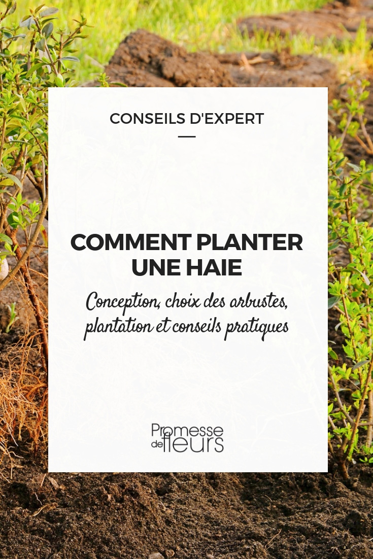Die Pflanzung einer Hecke - praktische Tipps