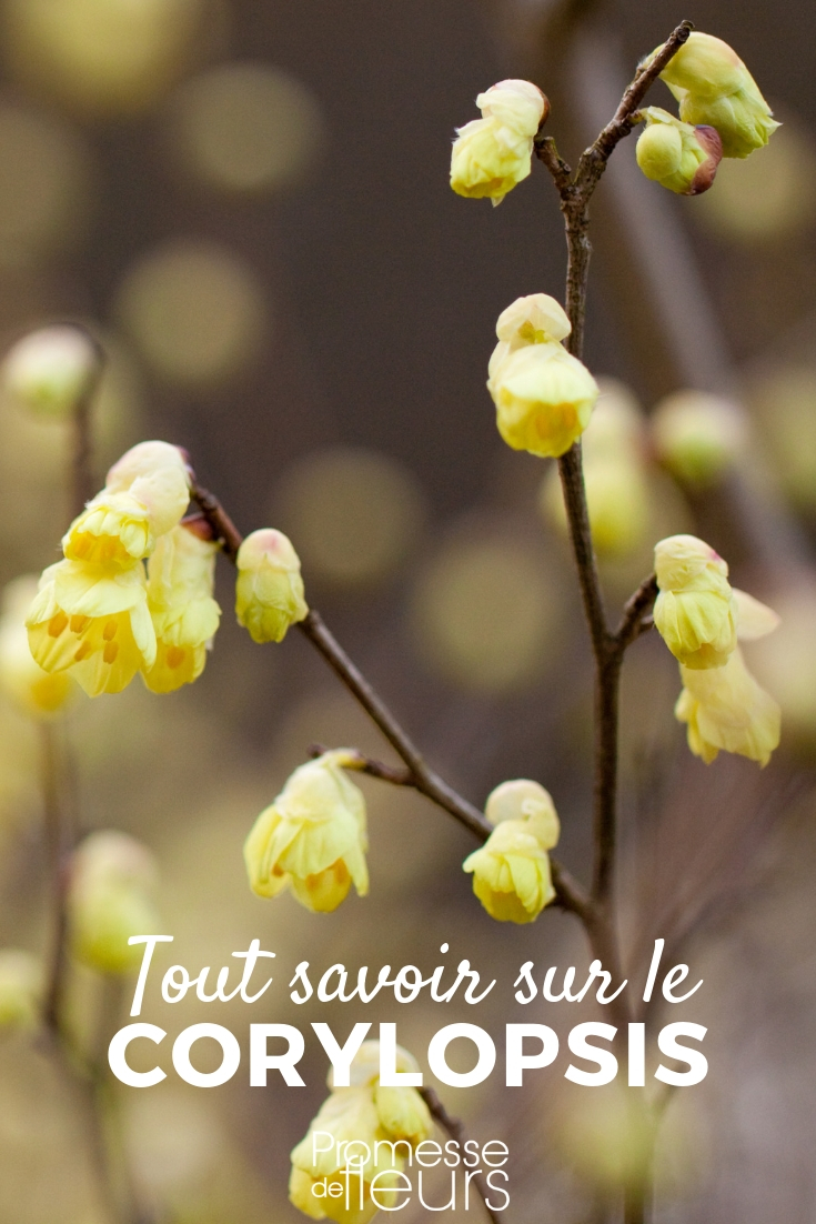 Corylopsis, Scheinhasel