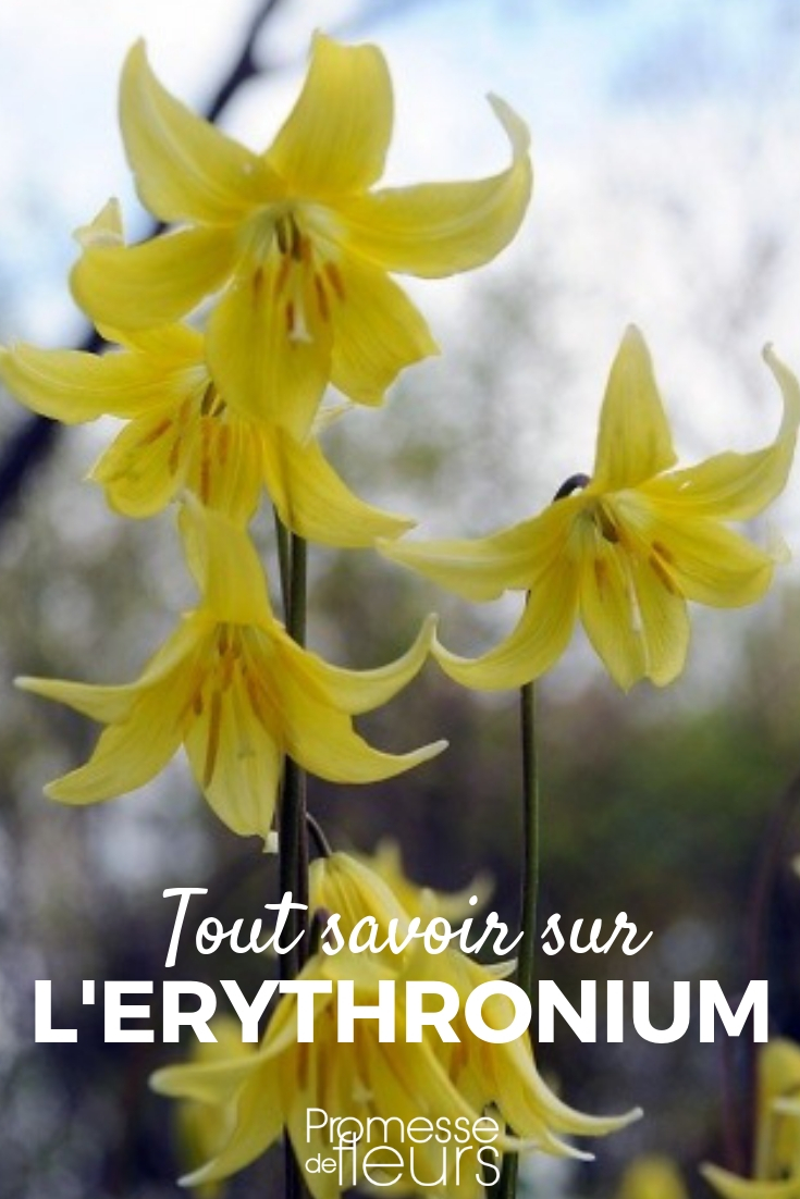 Erythronium: Pflanzen, Pflegen