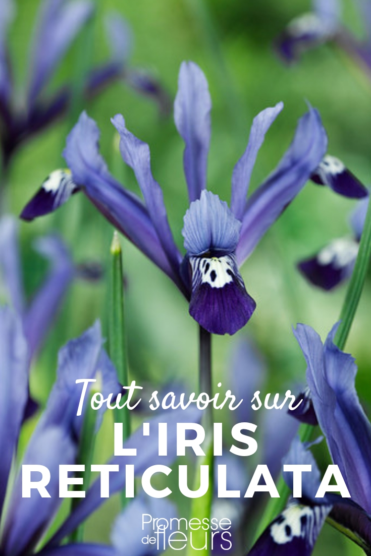 Iris reticulata: Pflanzung, Pflege
