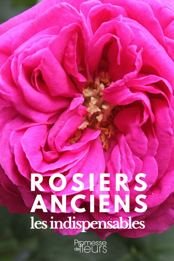 Alte Rosen: Die besten Sorten