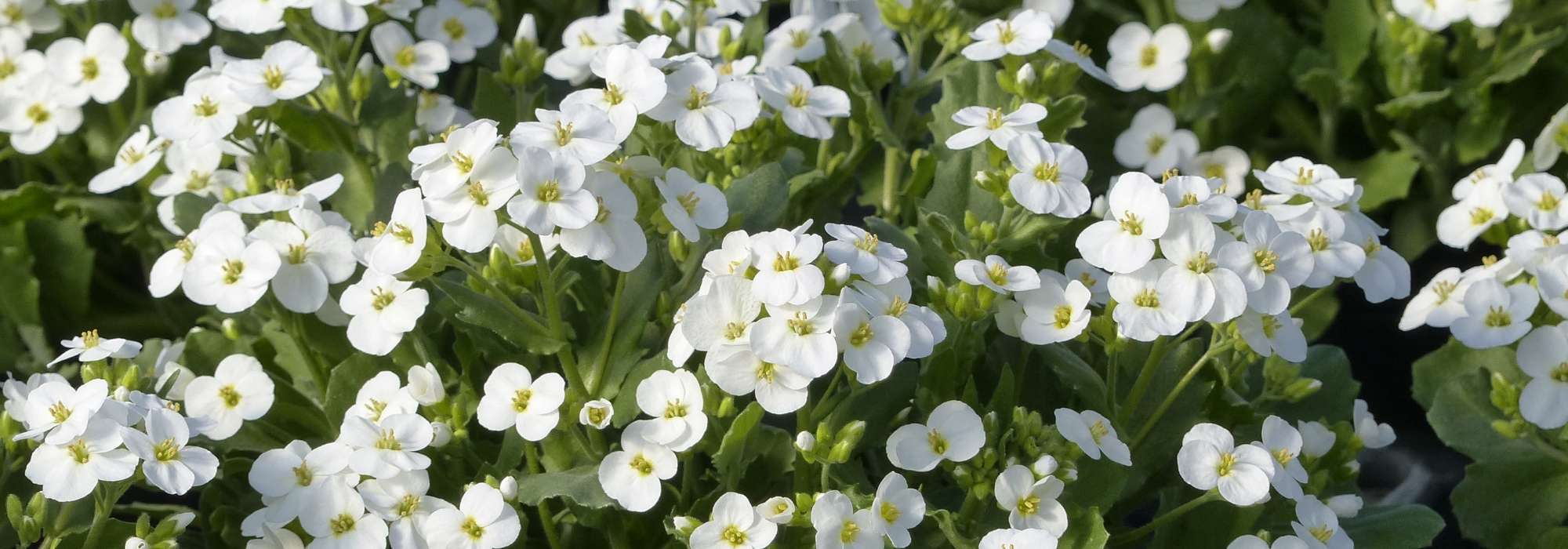 Gänsekresse, Sündermanns Schaumkresse: pflanzen und pflegen