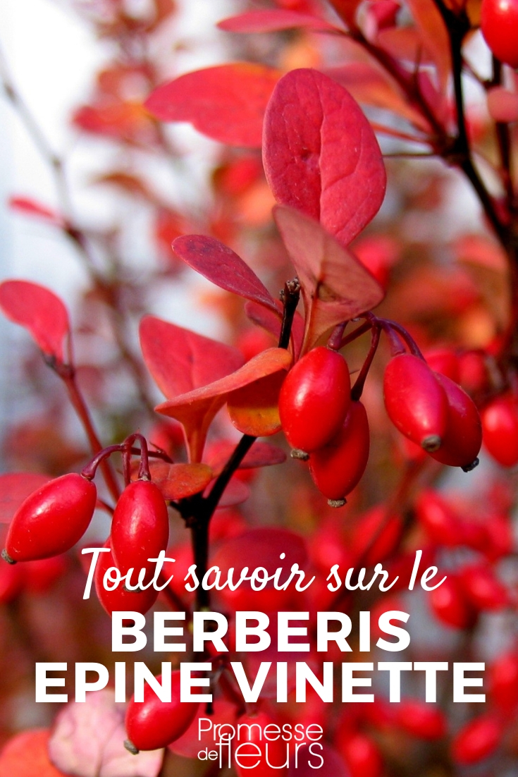 Berberis, Tipps