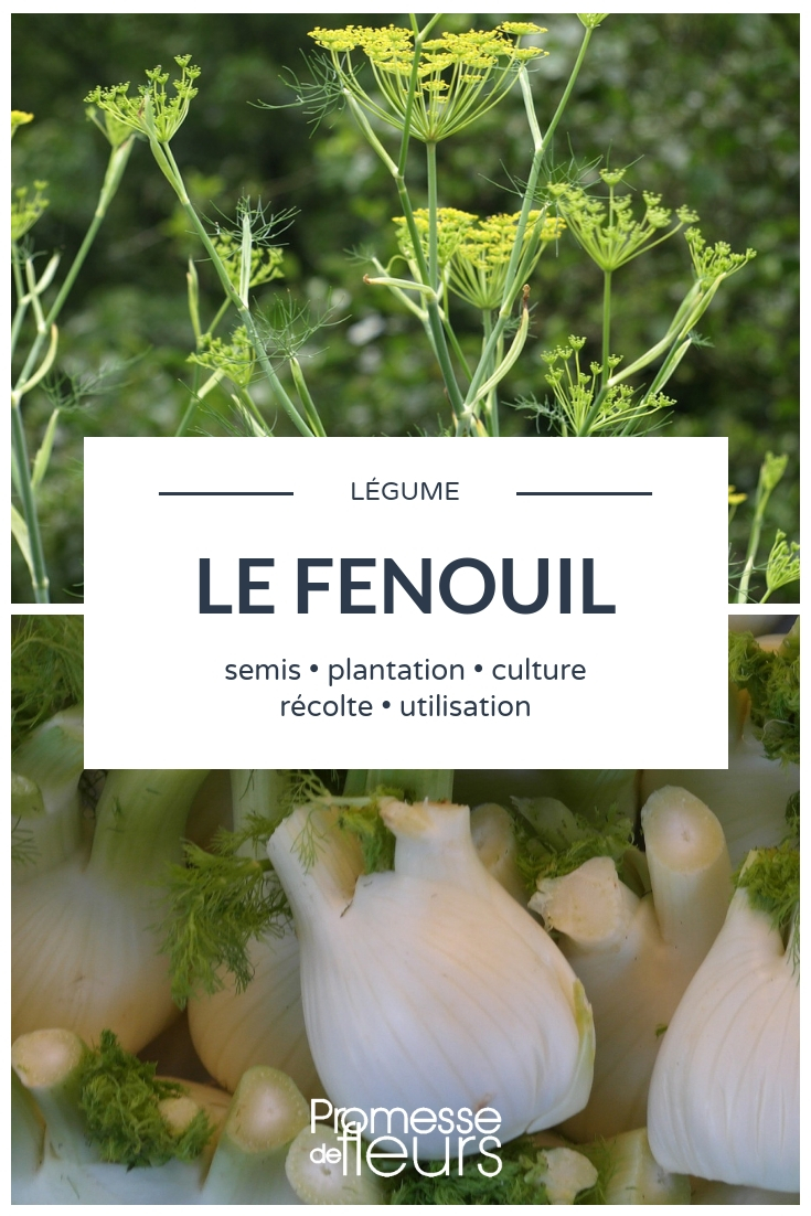 Fenchel: Aussaat, Pflanzung und Anbau im Gemüsegarten