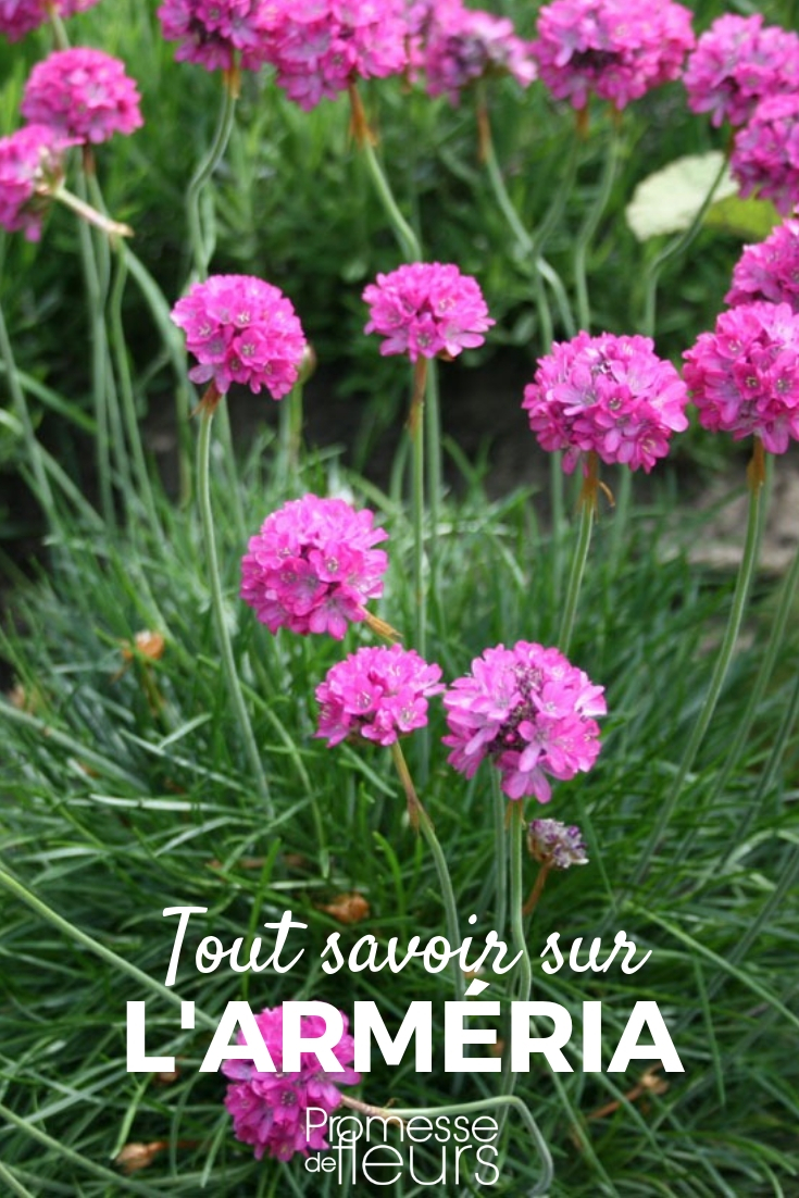 Armeria, Spanisches Gras: Pflanzen, Kultivieren, Pflegen
