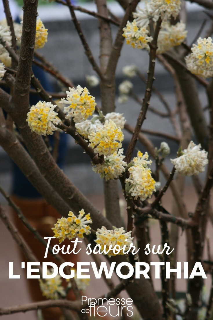 Edgeworthia - Papierstrauch