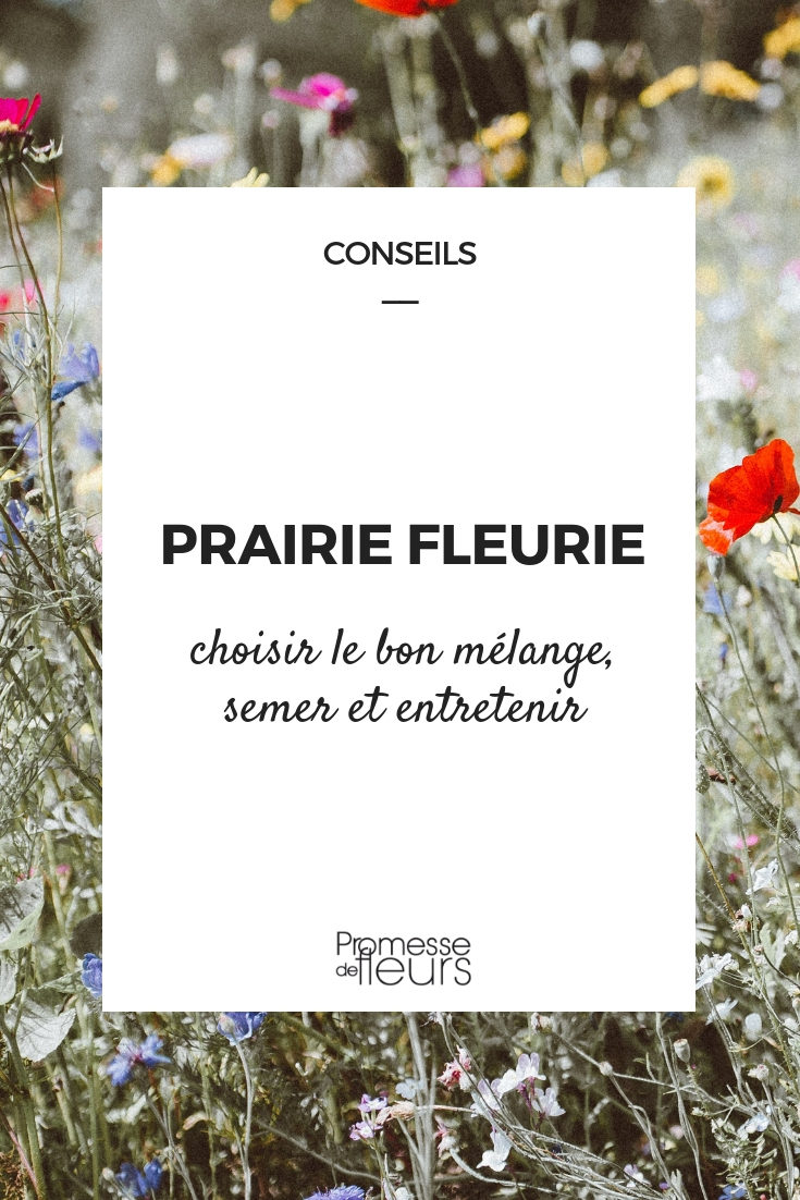 Blumenwiese: Aussaat und Pflege