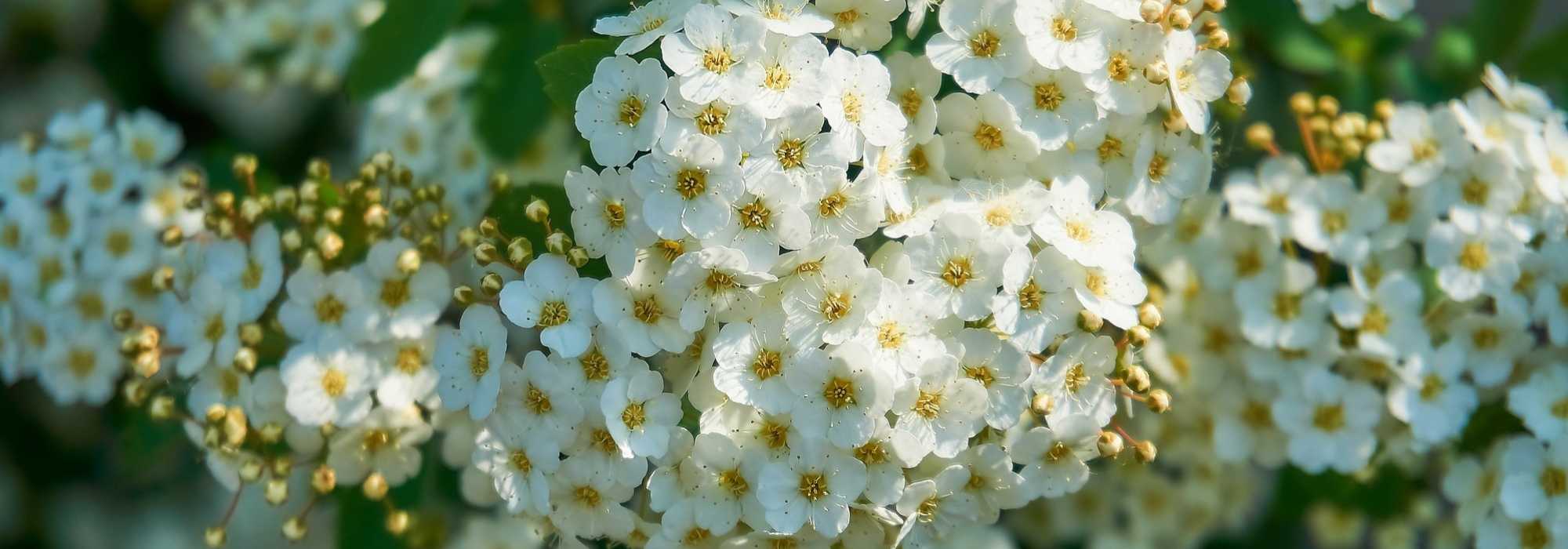 Der Rückschnitt von im Frühjahr blühenden Sträuchern