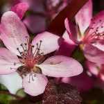 Zierapfel, Zierapfel: Pflanzung, Rückschnitt, Pflege