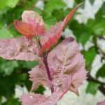 Gartenmelde: Aussaat, Anbau, Ernte