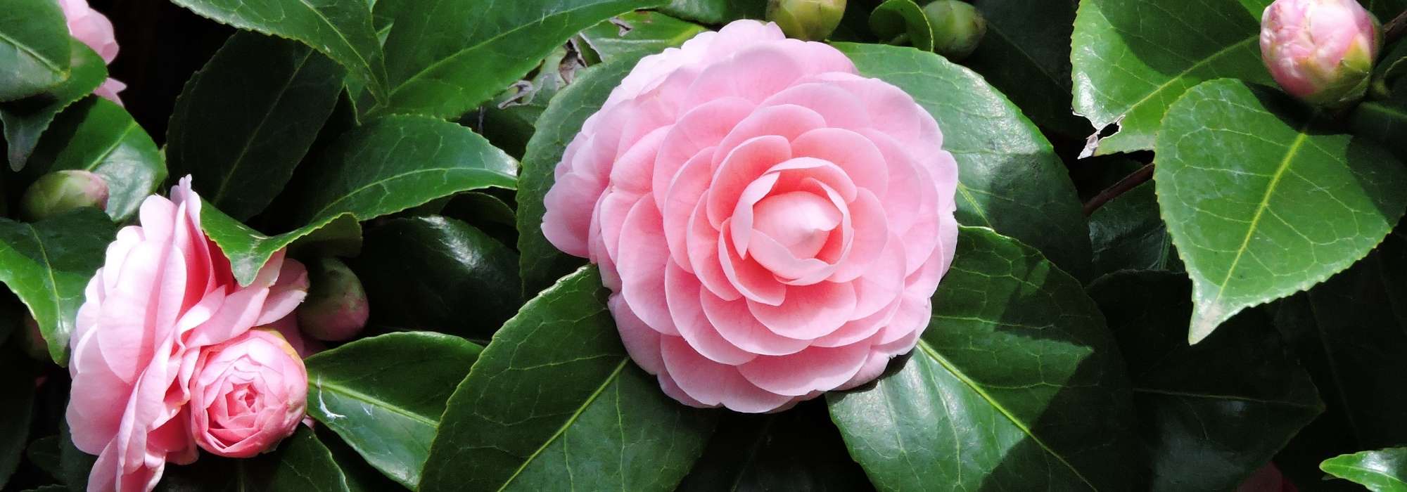 Japanische Kamelie wählen: Kaufratgeber