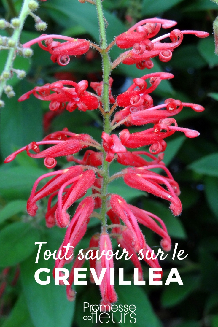 Grevillea: Pflanzung, Schnitt, Pflege