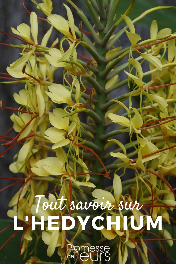 Hedychium - Kulturtipps