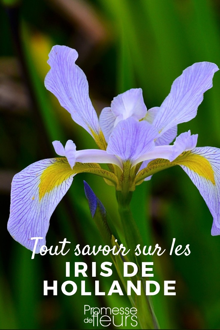 Iris hollandica: Alles, was Sie wissen müssen