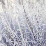 Pflanzen im Winter vor Kälte und Frost schützen